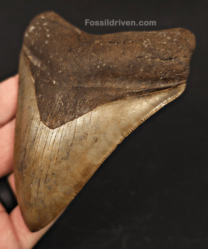 High-Quality 4.39" Megalodon Tooth - Georgia - Real Fossil Shark Tooth - Fossil Driven