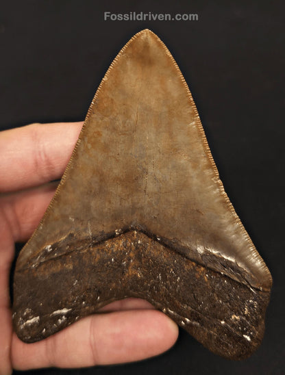 High-Quality 4.39" Megalodon Tooth - Georgia - Real Fossil Shark Tooth - Fossil Driven