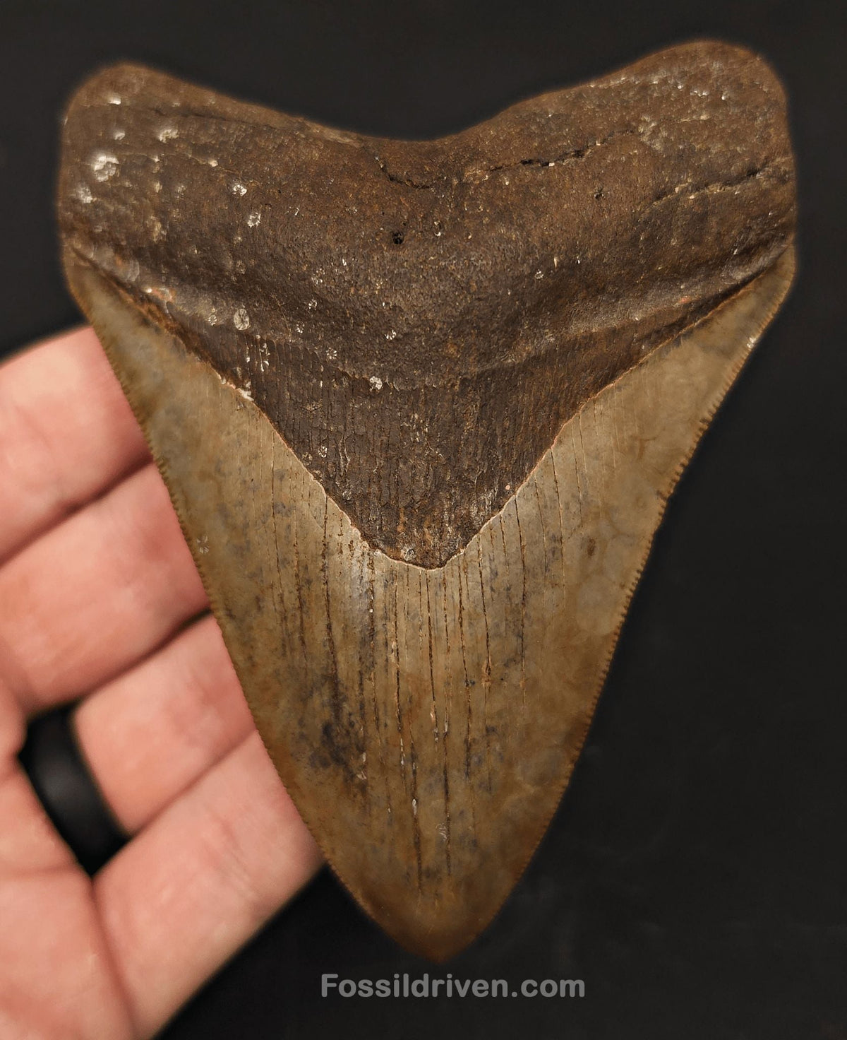 High-Quality 4.39" Megalodon Tooth - Georgia - Real Fossil Shark Tooth - Fossil Driven