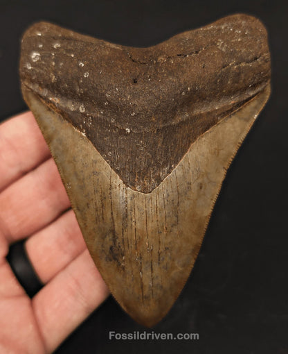High-Quality 4.39" Megalodon Tooth - Georgia - Real Fossil Shark Tooth - Fossil Driven
