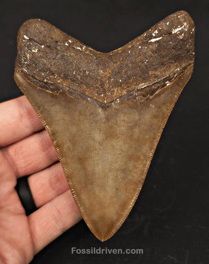 High-Quality 4.39" Megalodon Tooth - Georgia - Real Fossil Shark Tooth - Fossil Driven