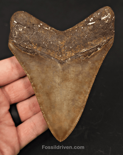 High - Quality 4.39" Megalodon Tooth - Georgia - Real Fossil Shark Tooth - Fossil Driven