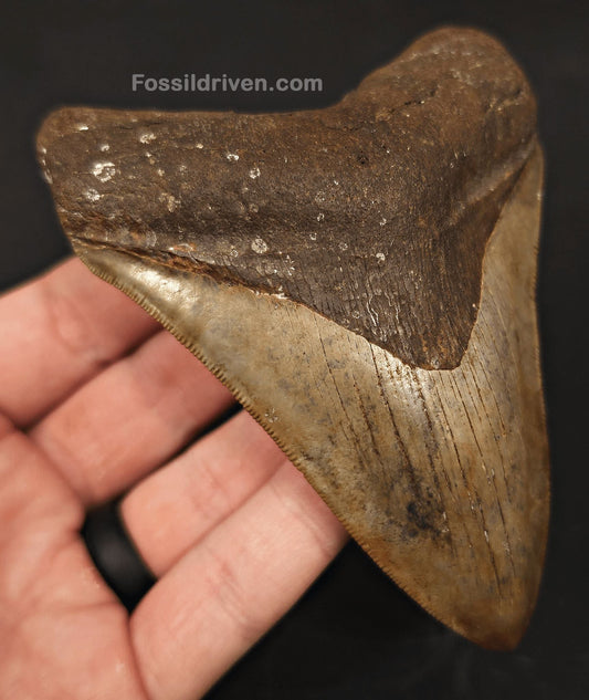 High-Quality 4.39" Megalodon Tooth - Georgia - Real Fossil Shark Tooth - Fossil Driven