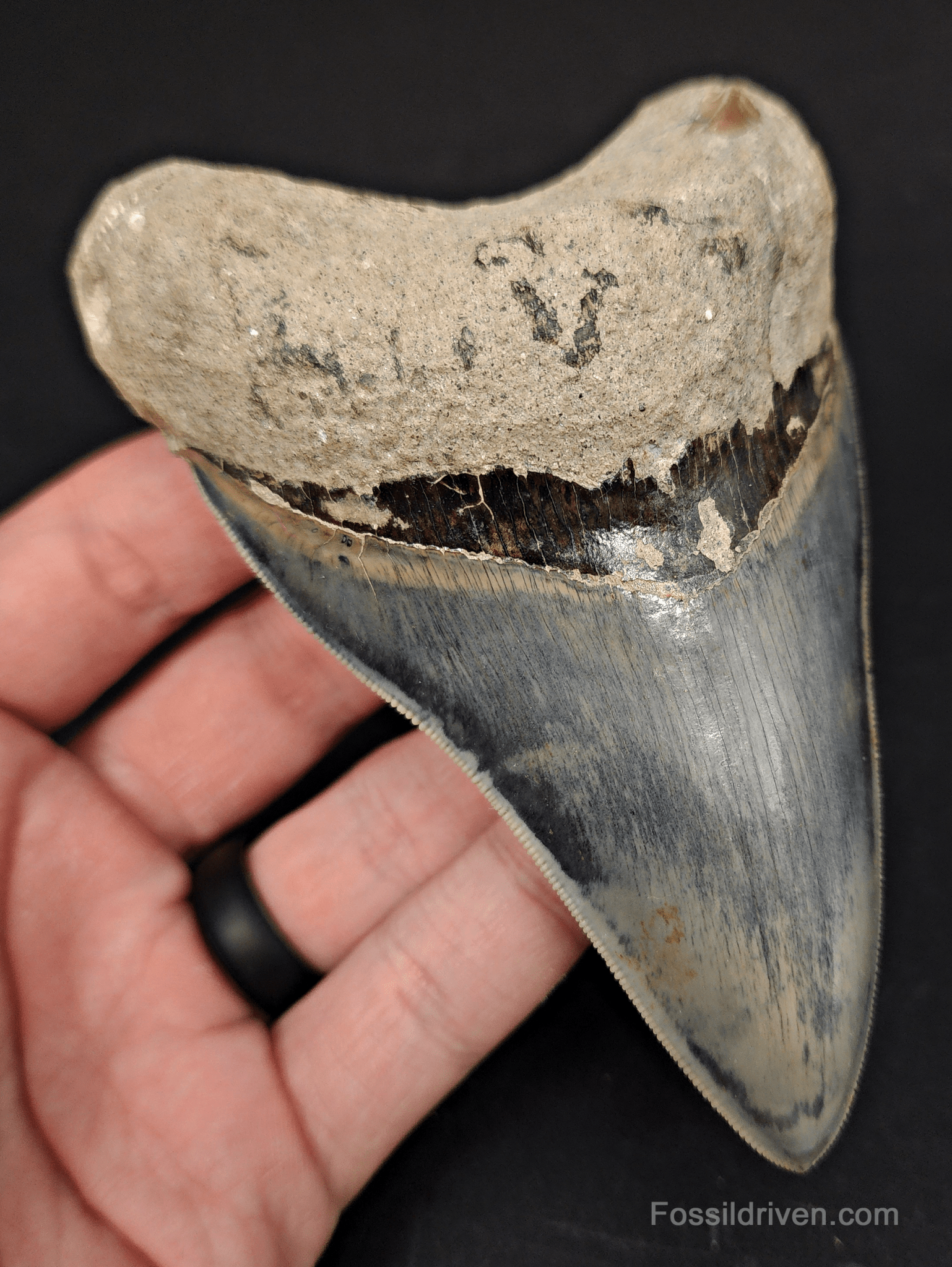 High Quality, 4.55" Fossil Megalodon Tooth - Indonesia - Fossil Driven