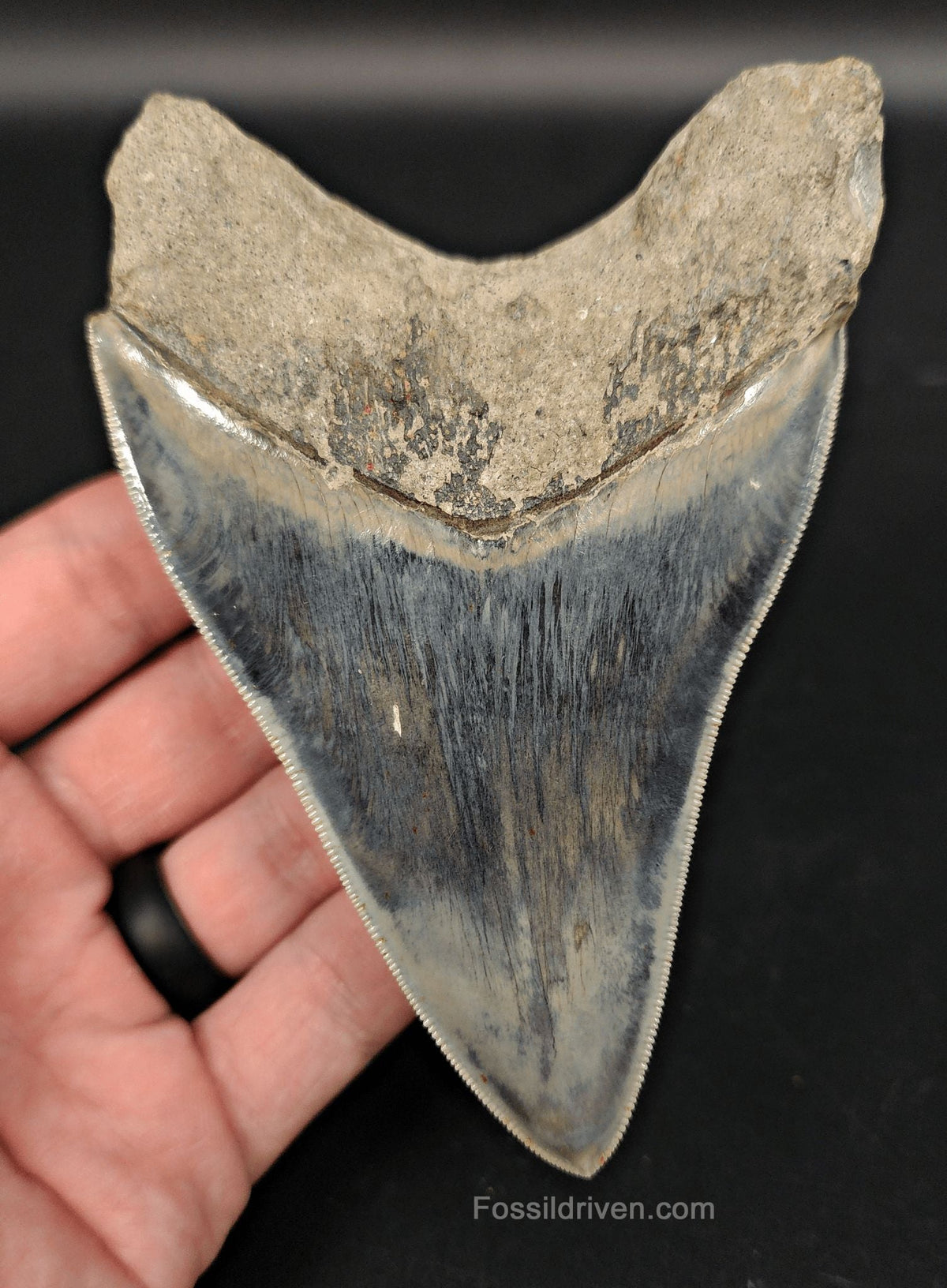 High-Quality, 4.55" Fossil Megalodon Tooth - Java, Indonesia - Fossil Driven