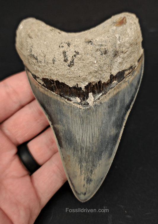 High-Quality, 4.55" Fossil Megalodon Tooth - Java, Indonesia - Fossil Driven