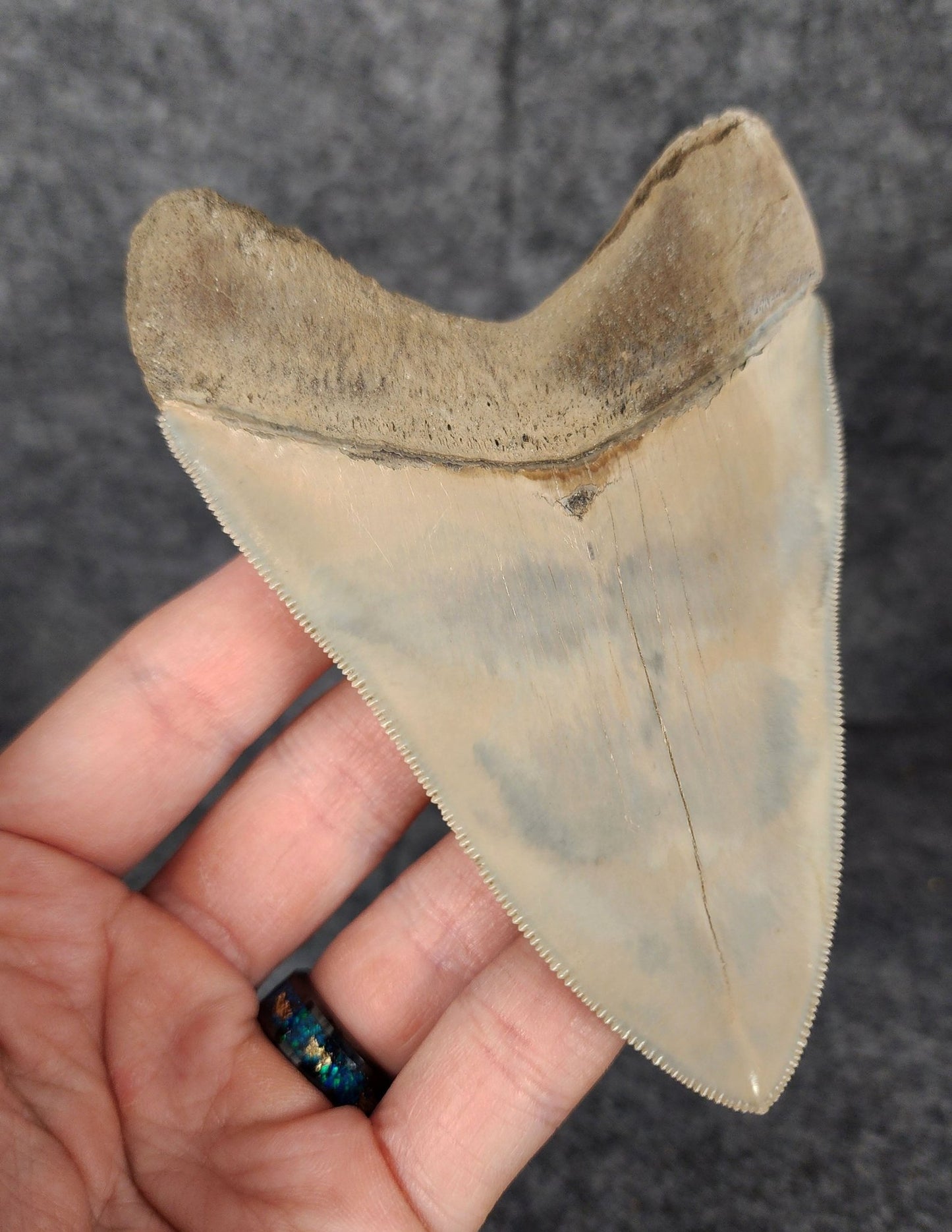 High Quality, 4.56" Fossil Megalodon Tooth - Lee Creek - Fossil Driven