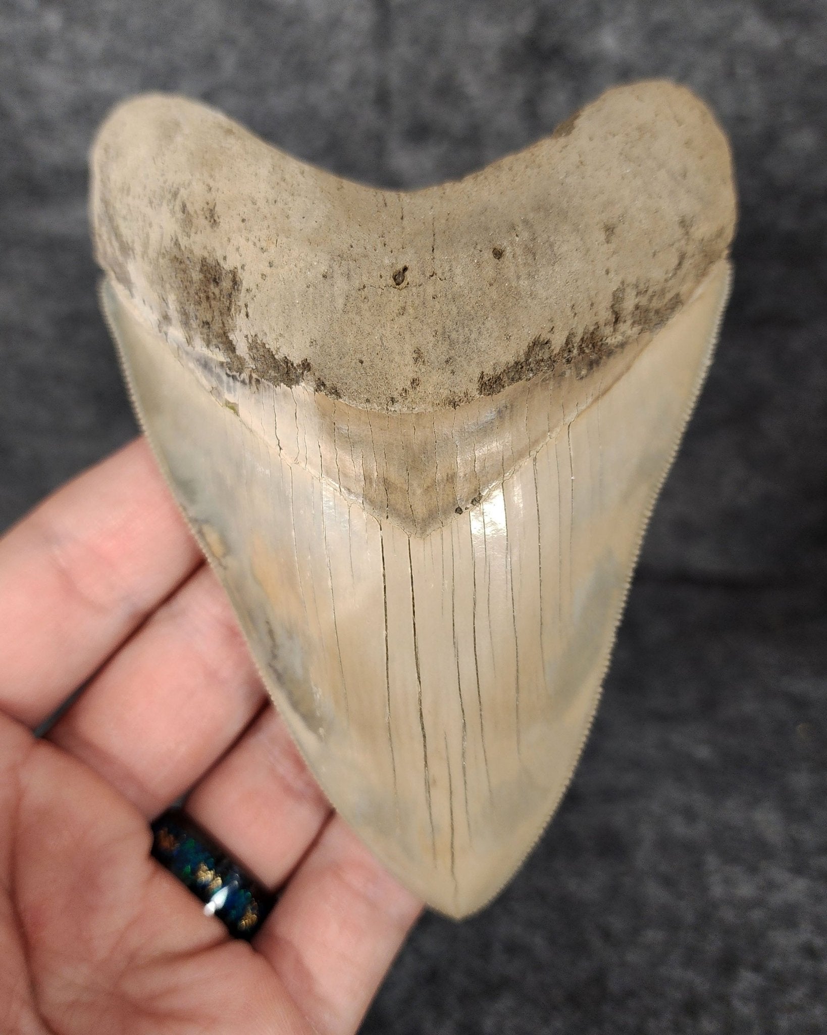 High Quality, 4.56" Fossil Megalodon Tooth - Lee Creek - Fossil Driven