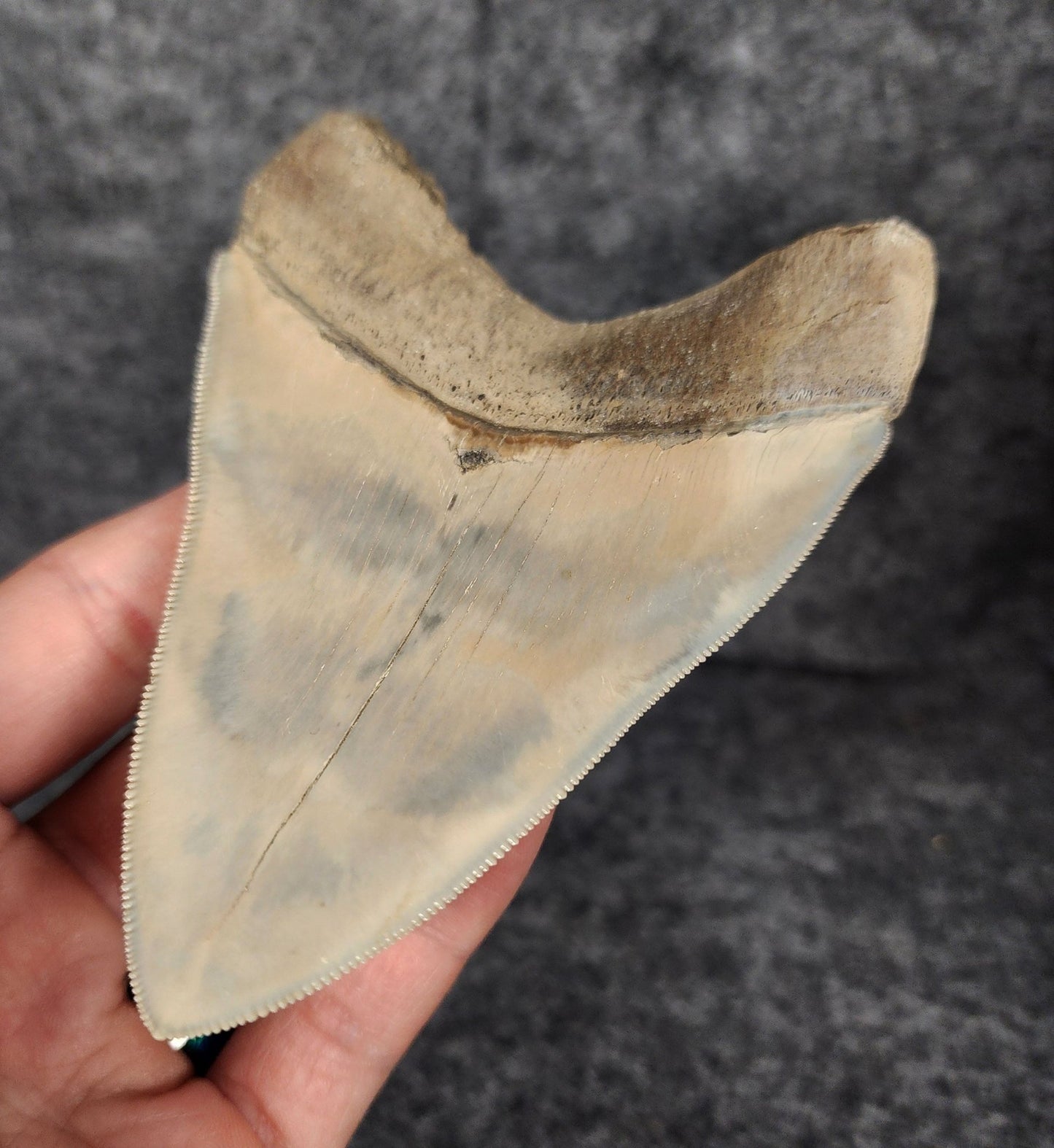 High Quality, 4.56" Fossil Megalodon Tooth - Lee Creek - Fossil Driven