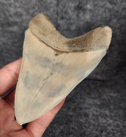 High Quality, 4.56" Fossil Megalodon Tooth - Lee Creek - Fossil Driven