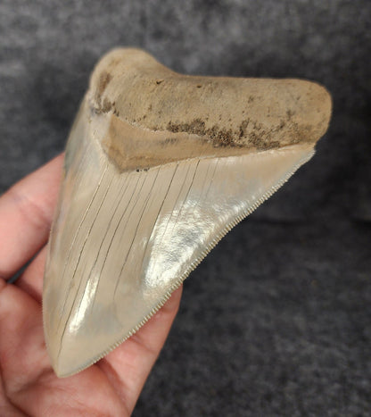 High Quality, 4.56" Fossil Megalodon Tooth - Lee Creek - Fossil Driven