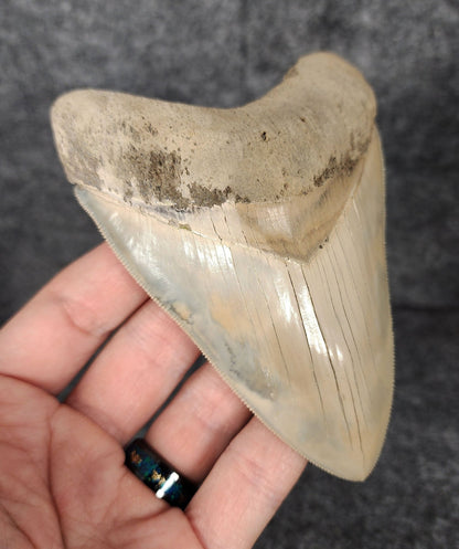 High Quality, 4.56" Fossil Megalodon Tooth - Lee Creek - Fossil Driven