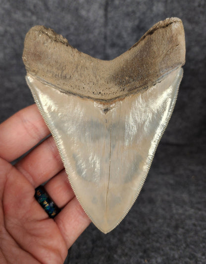 High Quality, 4.56" Fossil Megalodon Tooth - Lee Creek - Fossil Driven