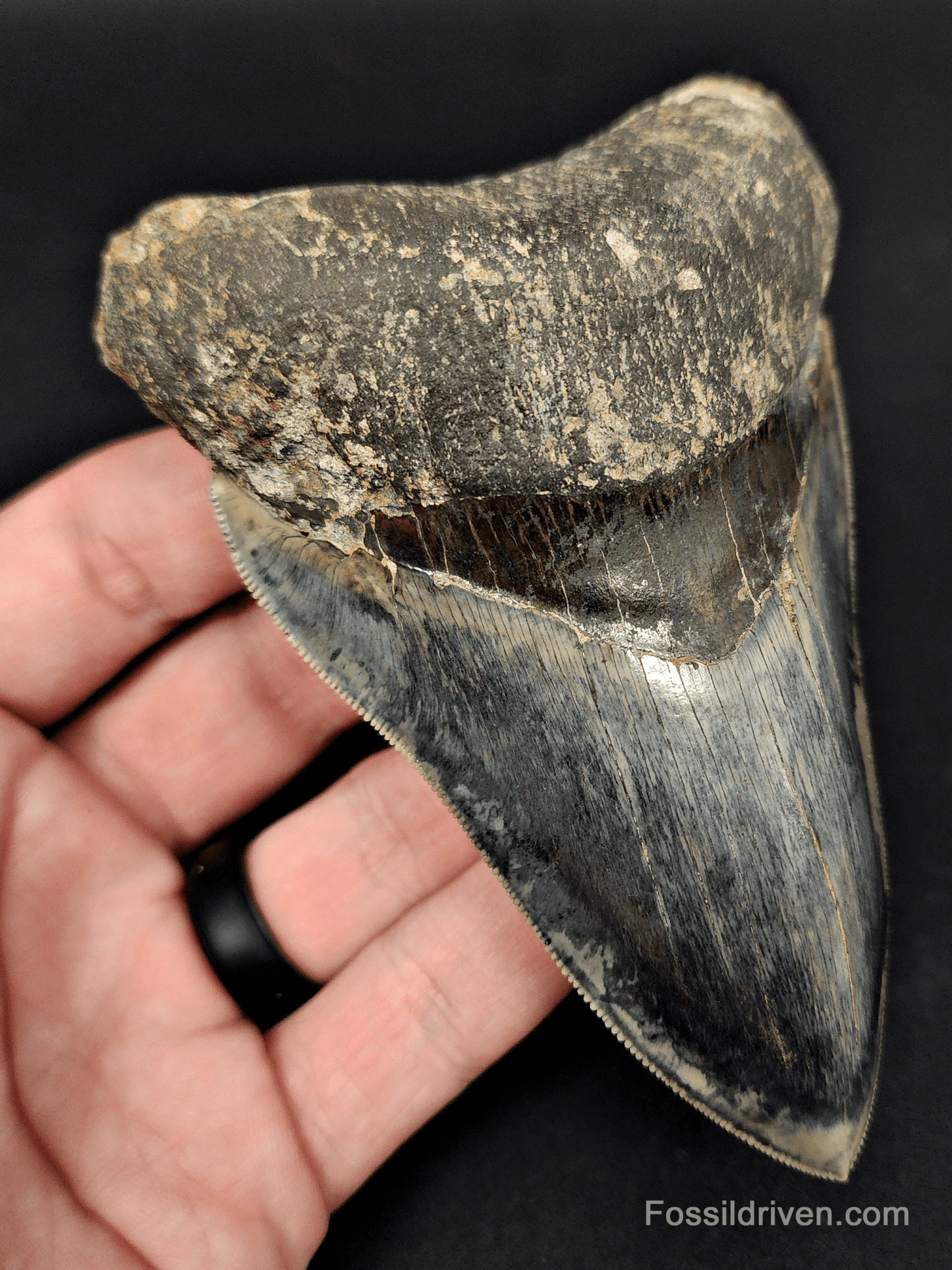 High Quality, 4.57" Fossil Megalodon Tooth - Indonesia - Fossil Driven