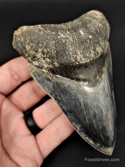 High Quality, 4.57" Fossil Megalodon Tooth - Indonesia - Fossil Driven