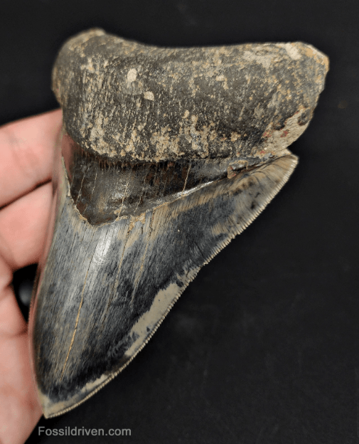 High Quality, 4.57" Fossil Megalodon Tooth - Indonesia - Fossil Driven