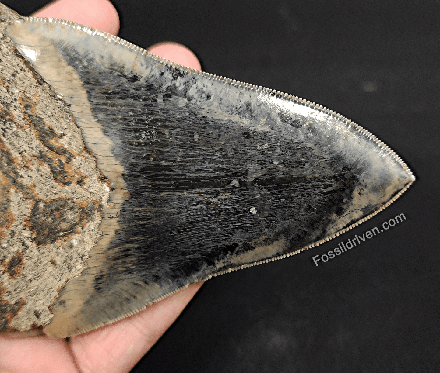 High Quality, 4.57" Fossil Megalodon Tooth - Indonesia - Fossil Driven