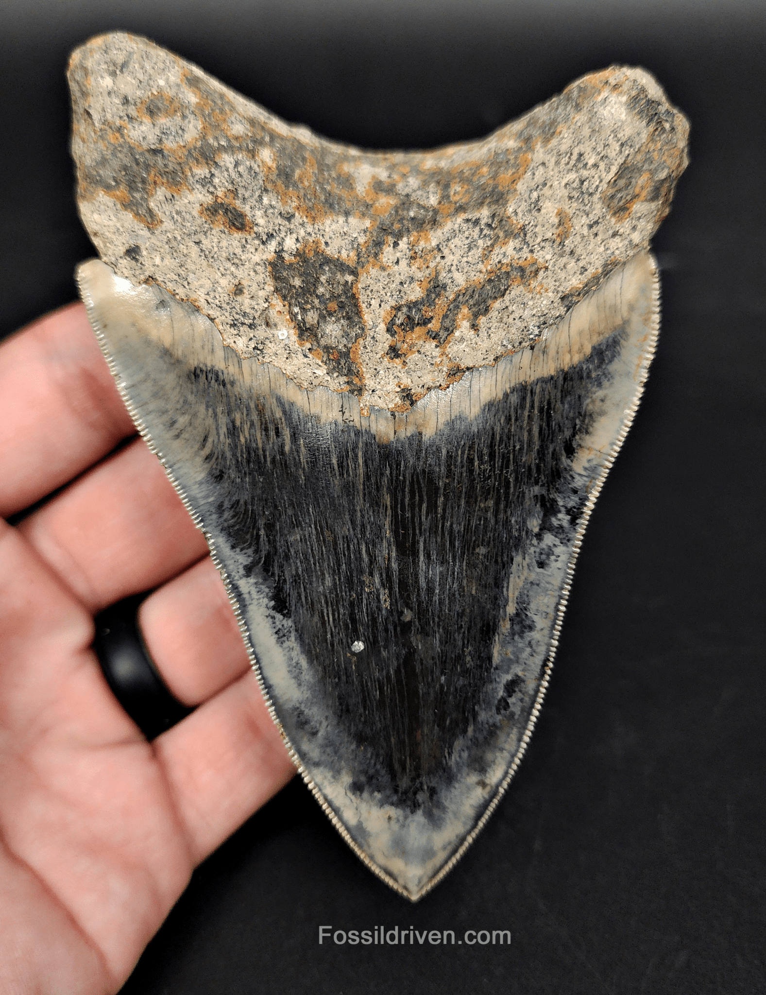 High Quality, 4.57" Fossil Megalodon Tooth - Indonesia - Fossil Driven