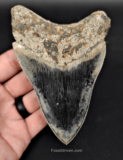 High Quality, 4.57" Fossil Megalodon Tooth - Indonesia - Fossil Driven