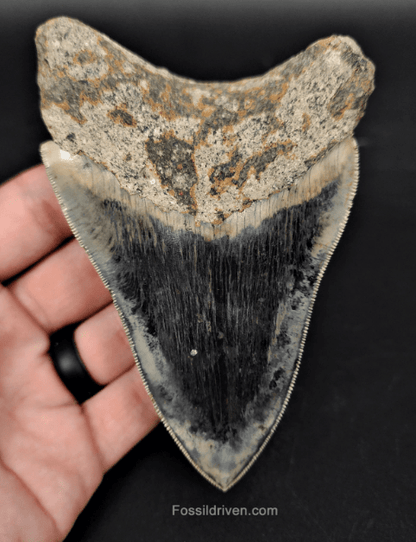 High Quality, 4.57" Fossil Megalodon Tooth - Indonesia - Fossil Driven