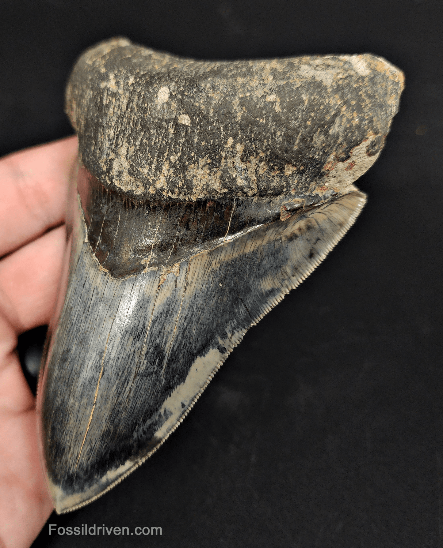 High Quality, 4.57" Fossil Megalodon Tooth - Indonesia - Fossil Driven
