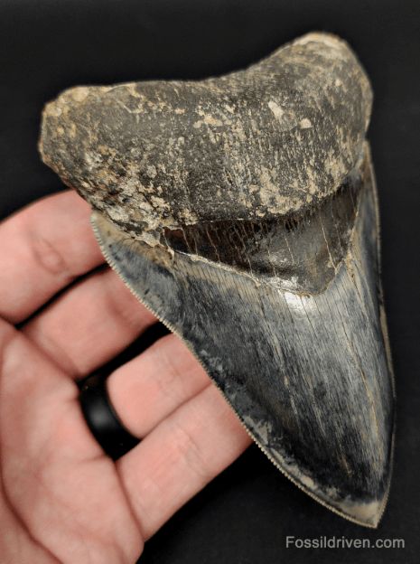 High-Quality, 4.57" Fossil Megalodon Tooth - Java, Indonesia - Fossil Driven