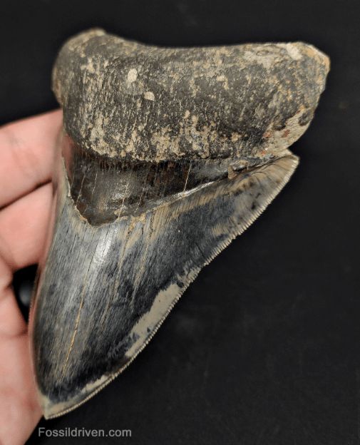 High-Quality, 4.57" Fossil Megalodon Tooth - Java, Indonesia - Fossil Driven