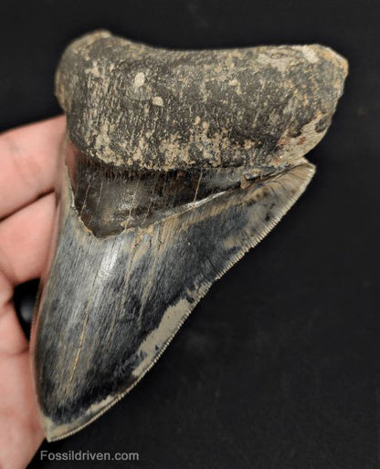 High-Quality, 4.57" Fossil Megalodon Tooth - Java, Indonesia - Fossil Driven