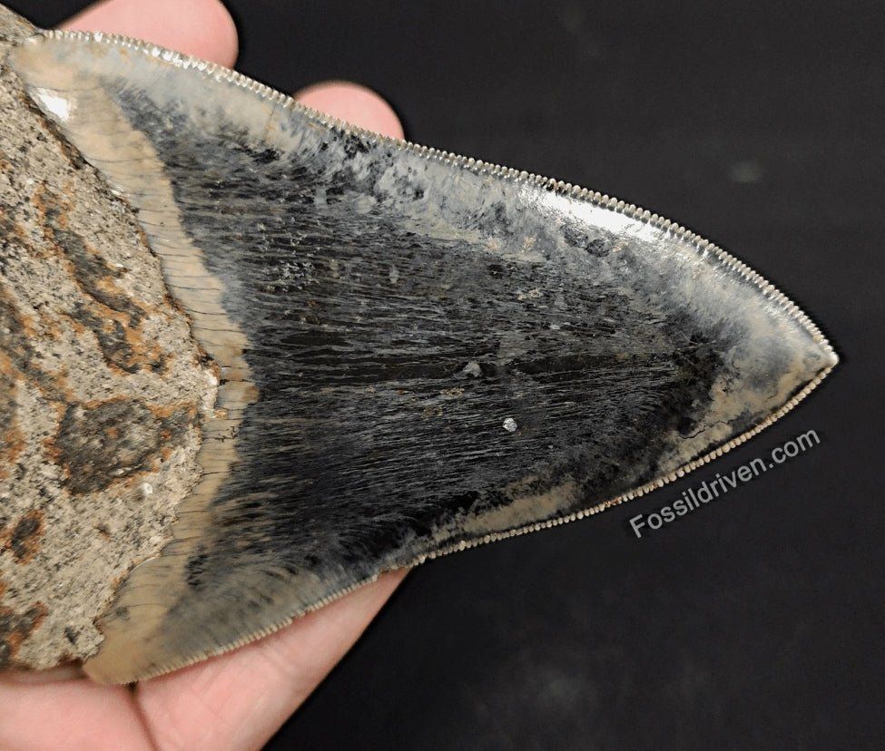High-Quality, 4.57" Fossil Megalodon Tooth - Java, Indonesia - Fossil Driven