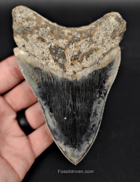 High-Quality, 4.57" Fossil Megalodon Tooth - Java, Indonesia - Fossil Driven
