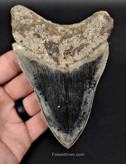 High-Quality, 4.57" Fossil Megalodon Tooth - Java, Indonesia - Fossil Driven