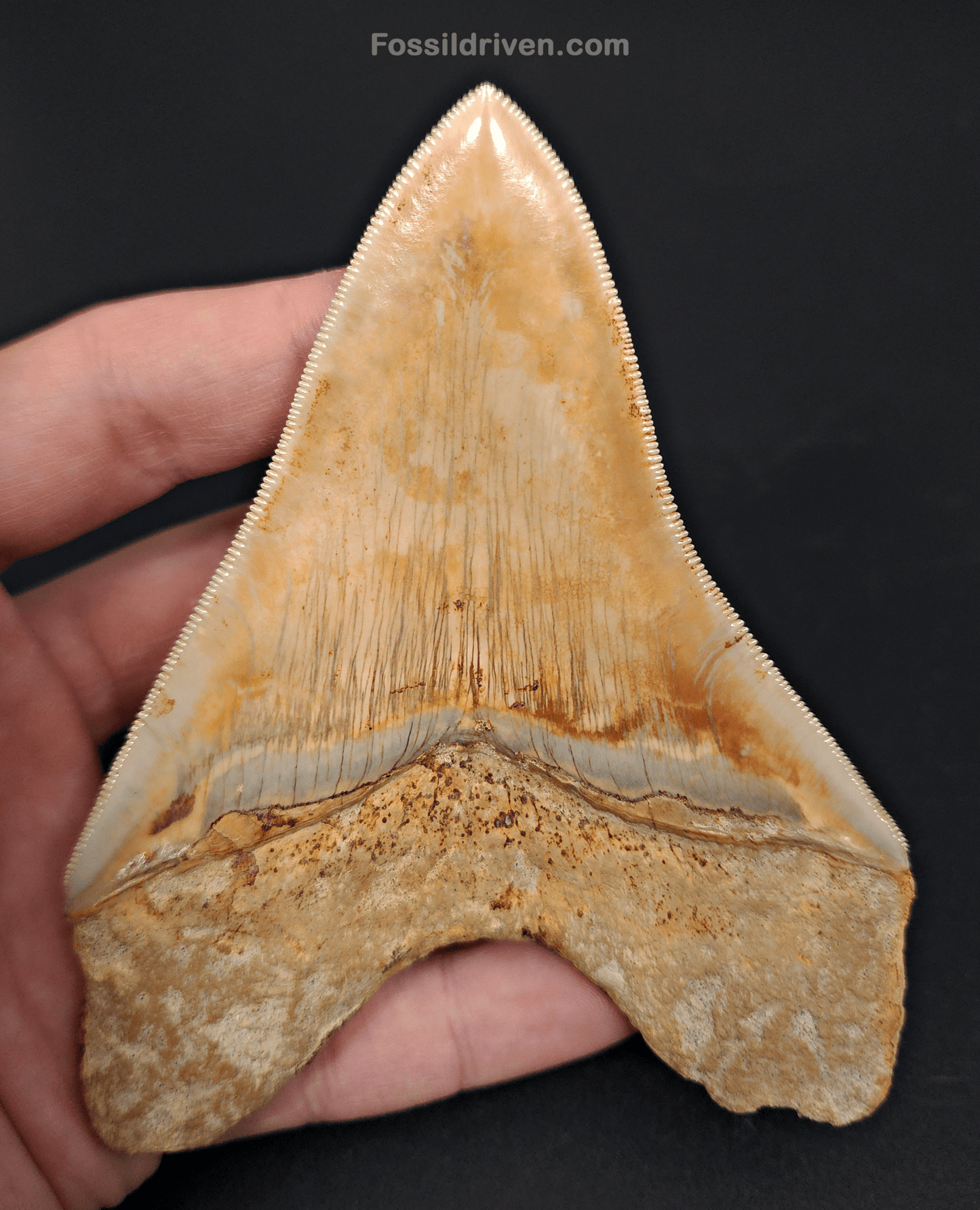 High Quality, 4.59" Fossil Megalodon Tooth - Indonesia - Fossil Driven