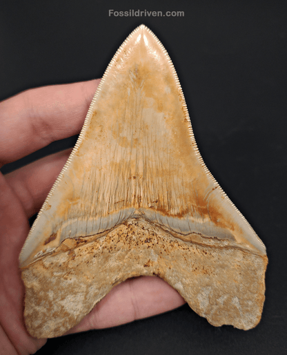 High Quality, 4.59" Fossil Megalodon Tooth - Indonesia - Fossil Driven