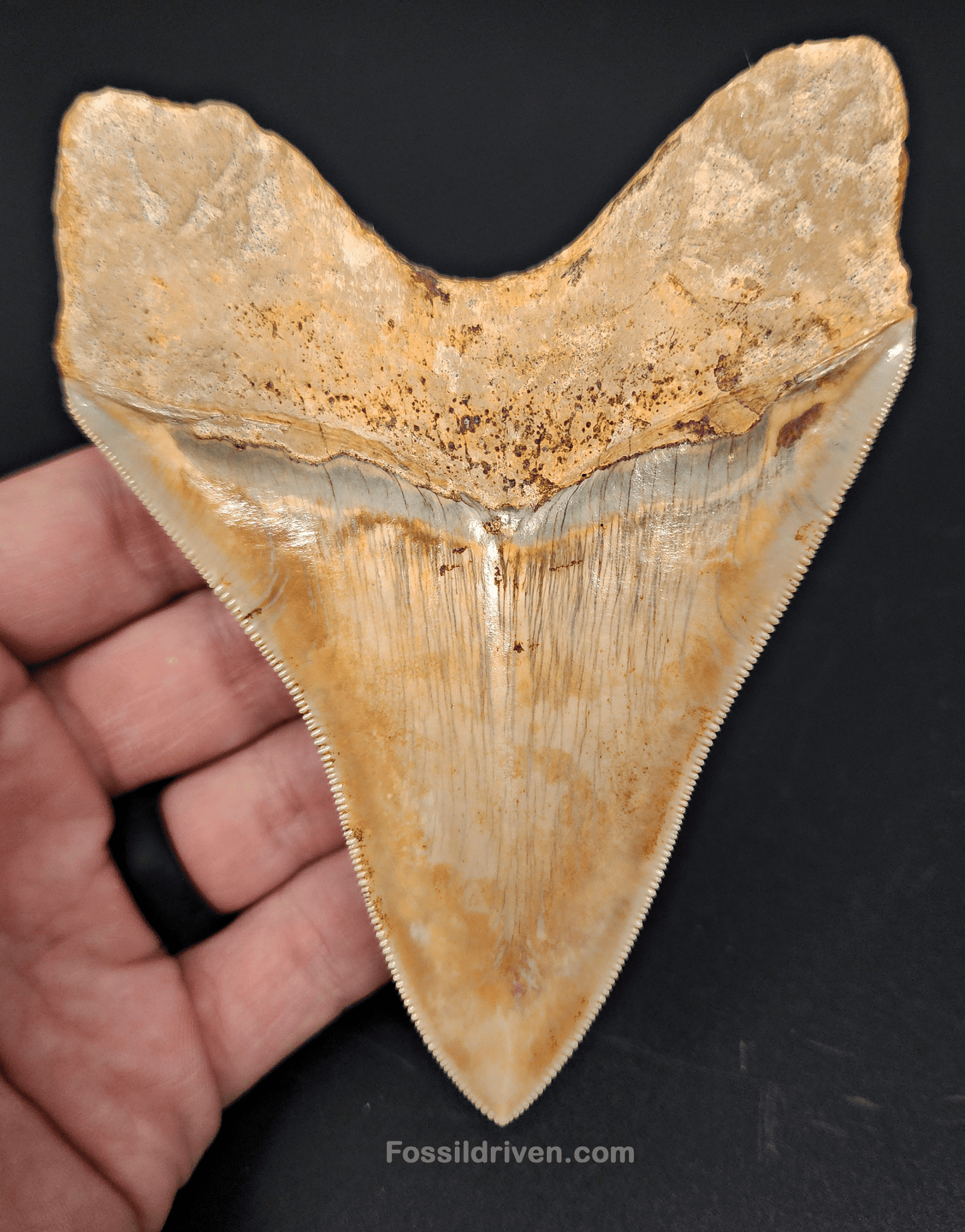 High Quality, 4.59" Fossil Megalodon Tooth - Indonesia - Fossil Driven