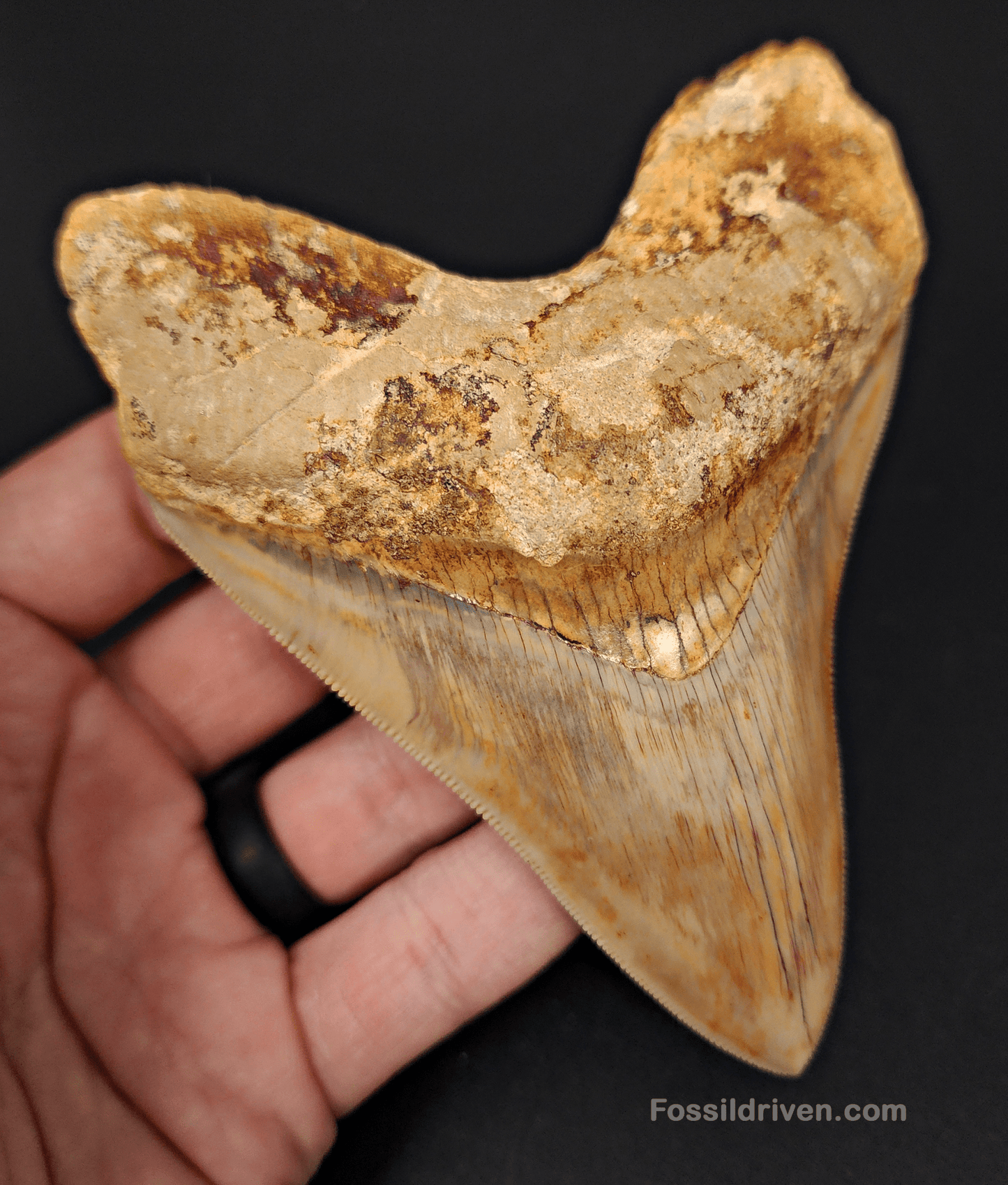 High Quality, 4.59" Fossil Megalodon Tooth - Indonesia - Fossil Driven