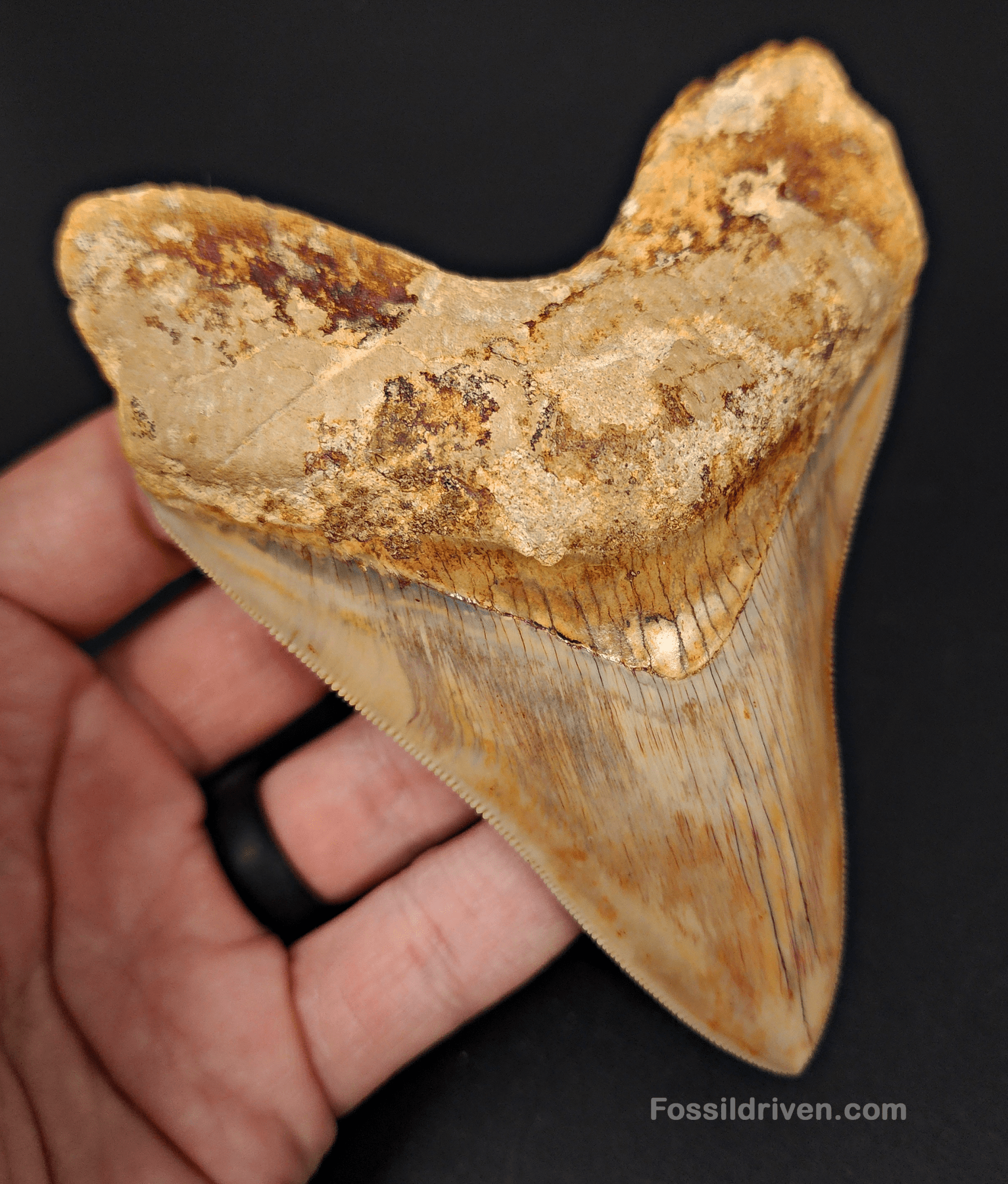 High Quality, 4.59" Fossil Megalodon Tooth - Indonesia - Fossil Driven