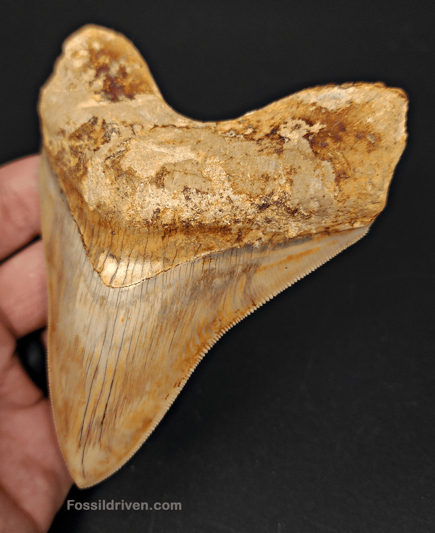 High Quality, 4.59" Fossil Megalodon Tooth - Indonesia - Fossil Driven