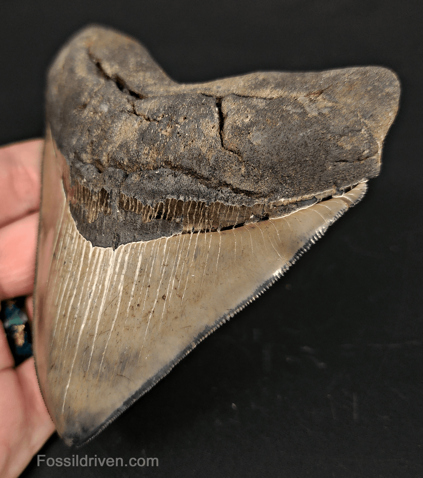 High - Quality 4.68" Megalodon Tooth - Georgia - Real Fossil Shark Tooth - Fossil Driven