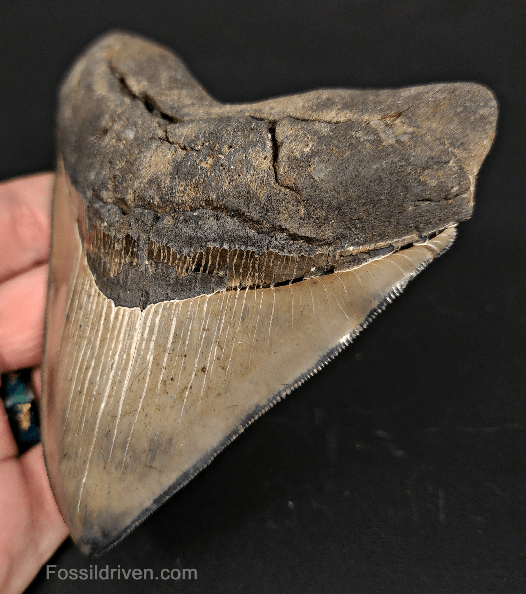 High - Quality 4.68" Megalodon Tooth - Georgia - Real Fossil Shark Tooth - Fossil Driven