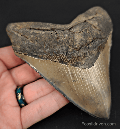 High - Quality 4.68" Megalodon Tooth - Georgia - Real Fossil Shark Tooth - Fossil Driven