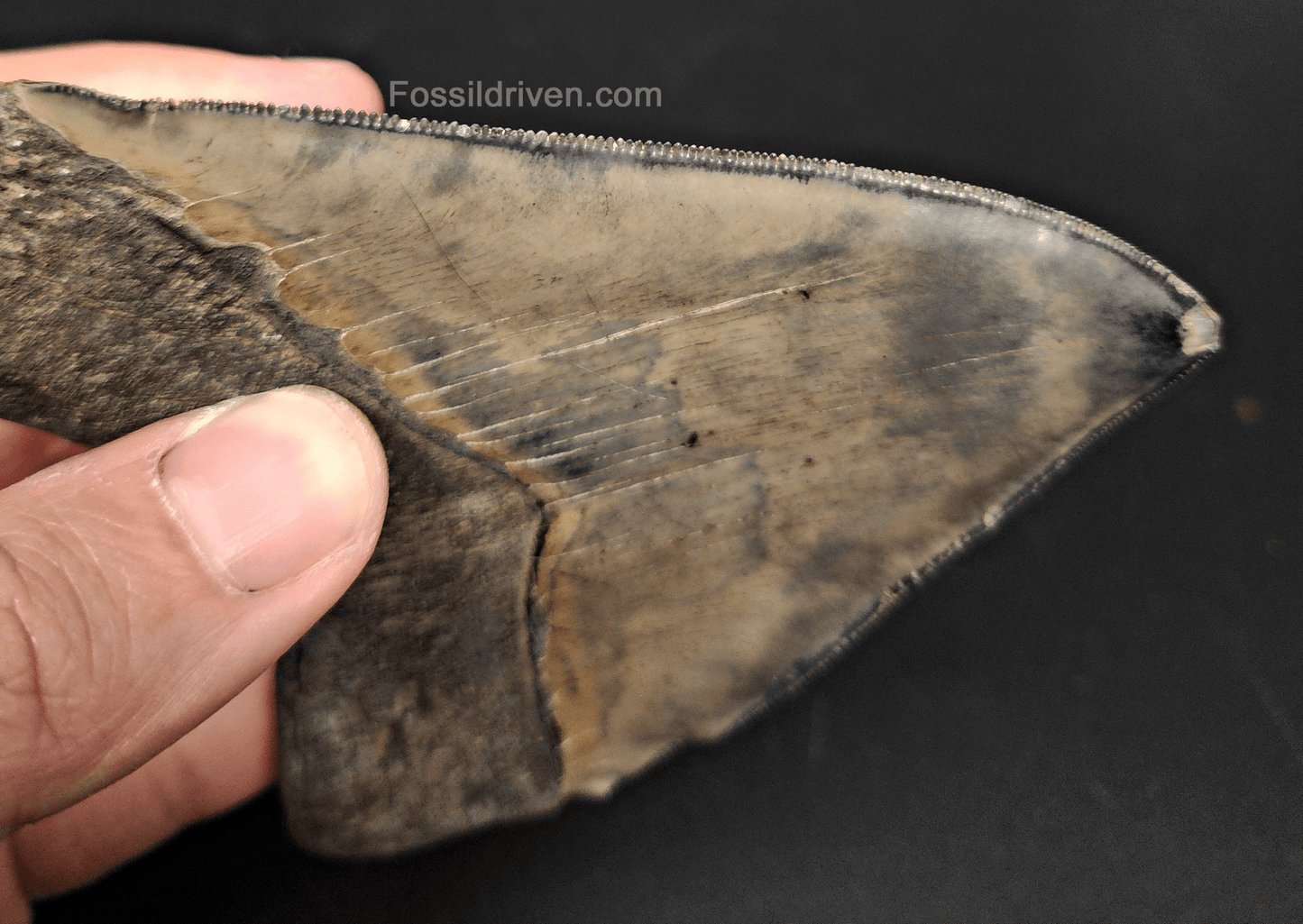 High - Quality 4.68" Megalodon Tooth - Georgia - Real Fossil Shark Tooth - Fossil Driven
