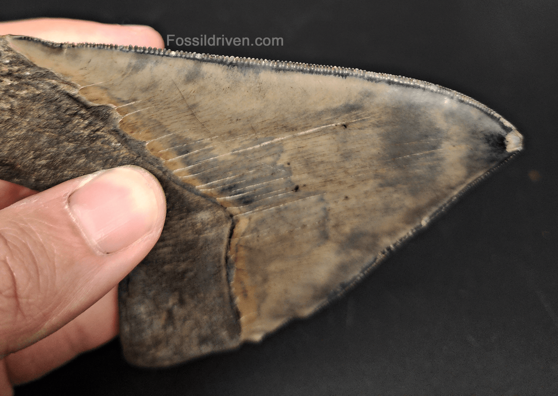 High - Quality 4.68" Megalodon Tooth - Georgia - Real Fossil Shark Tooth - Fossil Driven