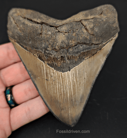 High - Quality 4.68" Megalodon Tooth - Georgia - Real Fossil Shark Tooth - Fossil Driven