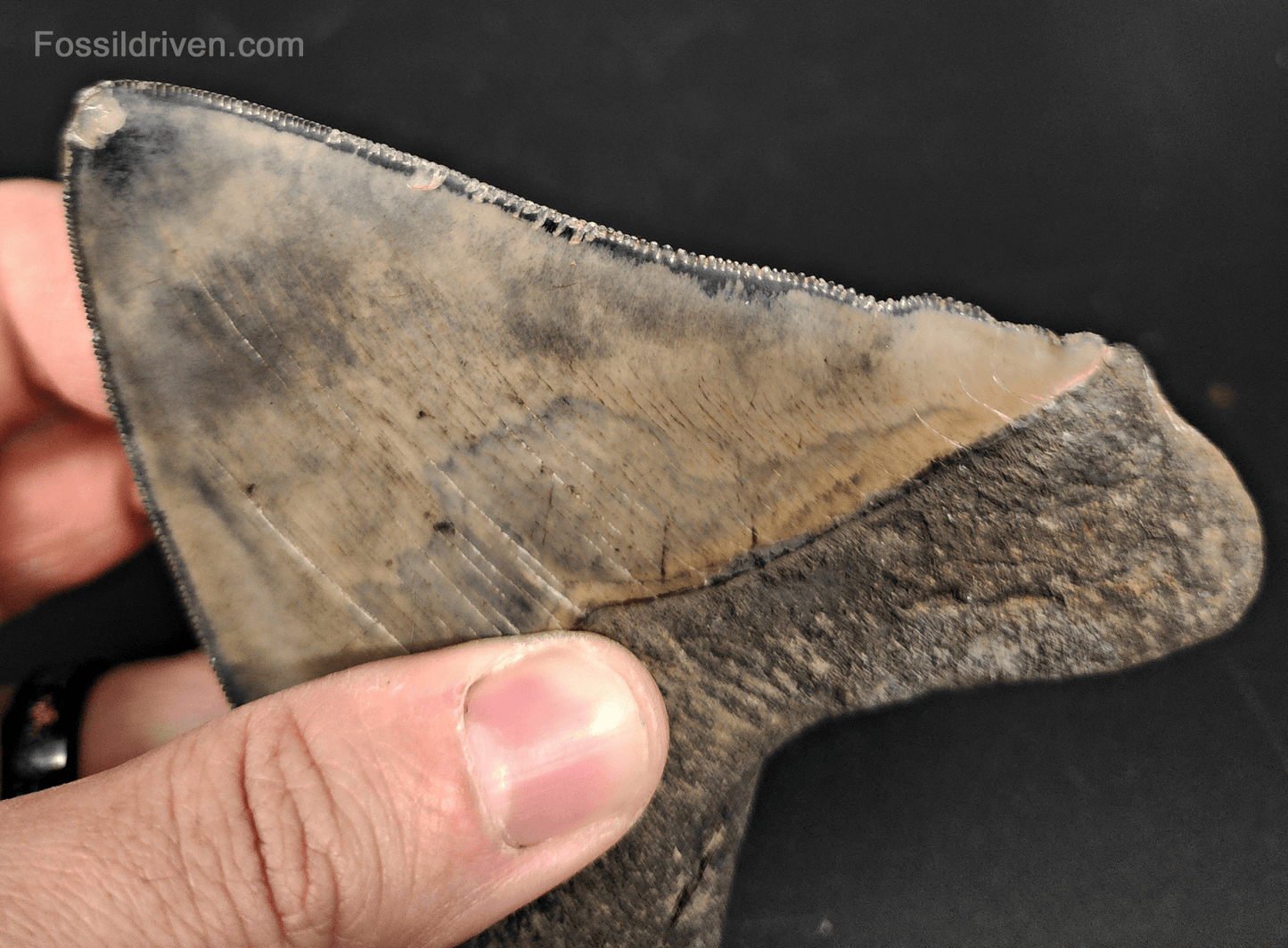 High - Quality 4.68" Megalodon Tooth - Georgia - Real Fossil Shark Tooth - Fossil Driven