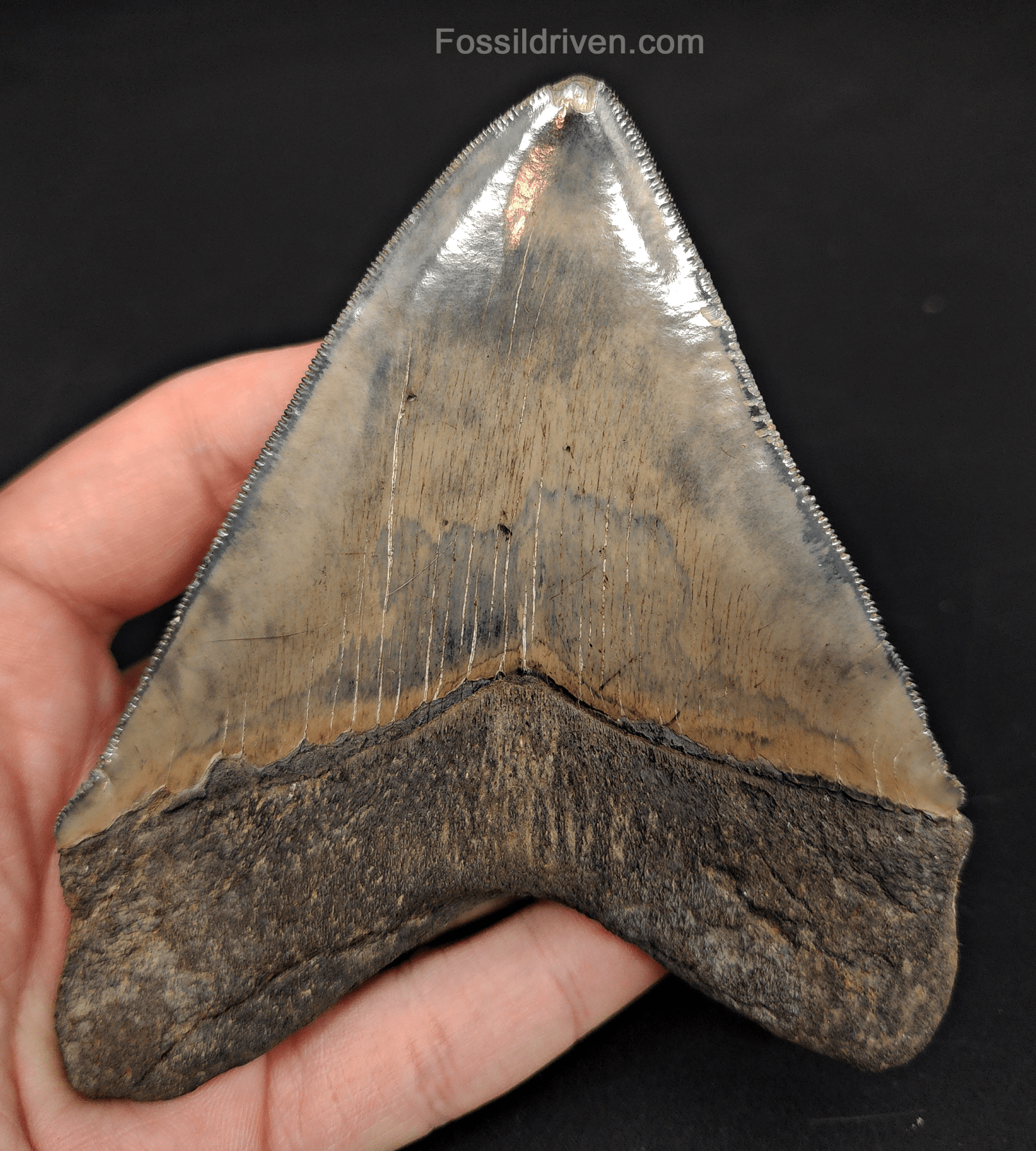 High - Quality 4.68" Megalodon Tooth - Georgia - Real Fossil Shark Tooth - Fossil Driven