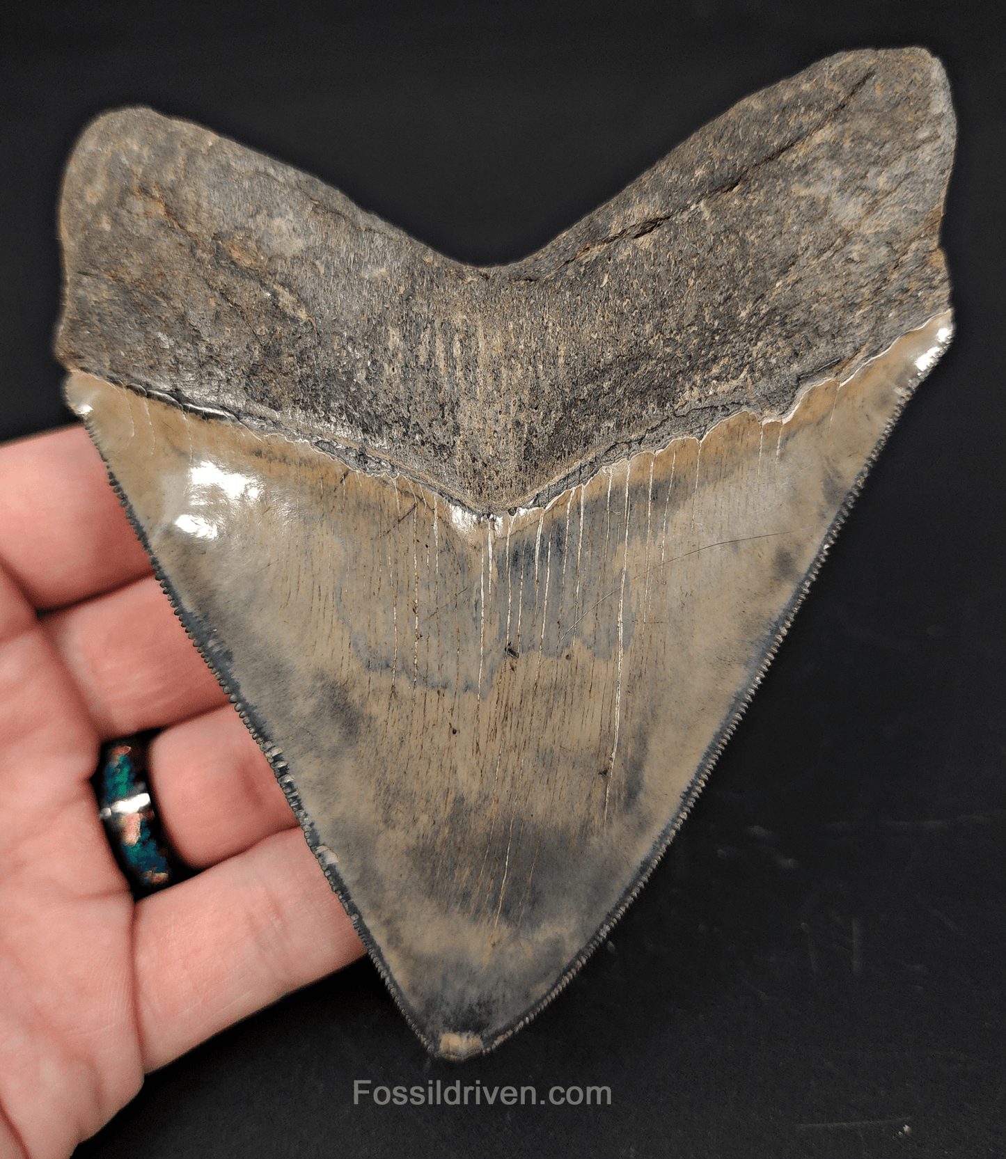 High - Quality 4.68" Megalodon Tooth - Georgia - Real Fossil Shark Tooth - Fossil Driven