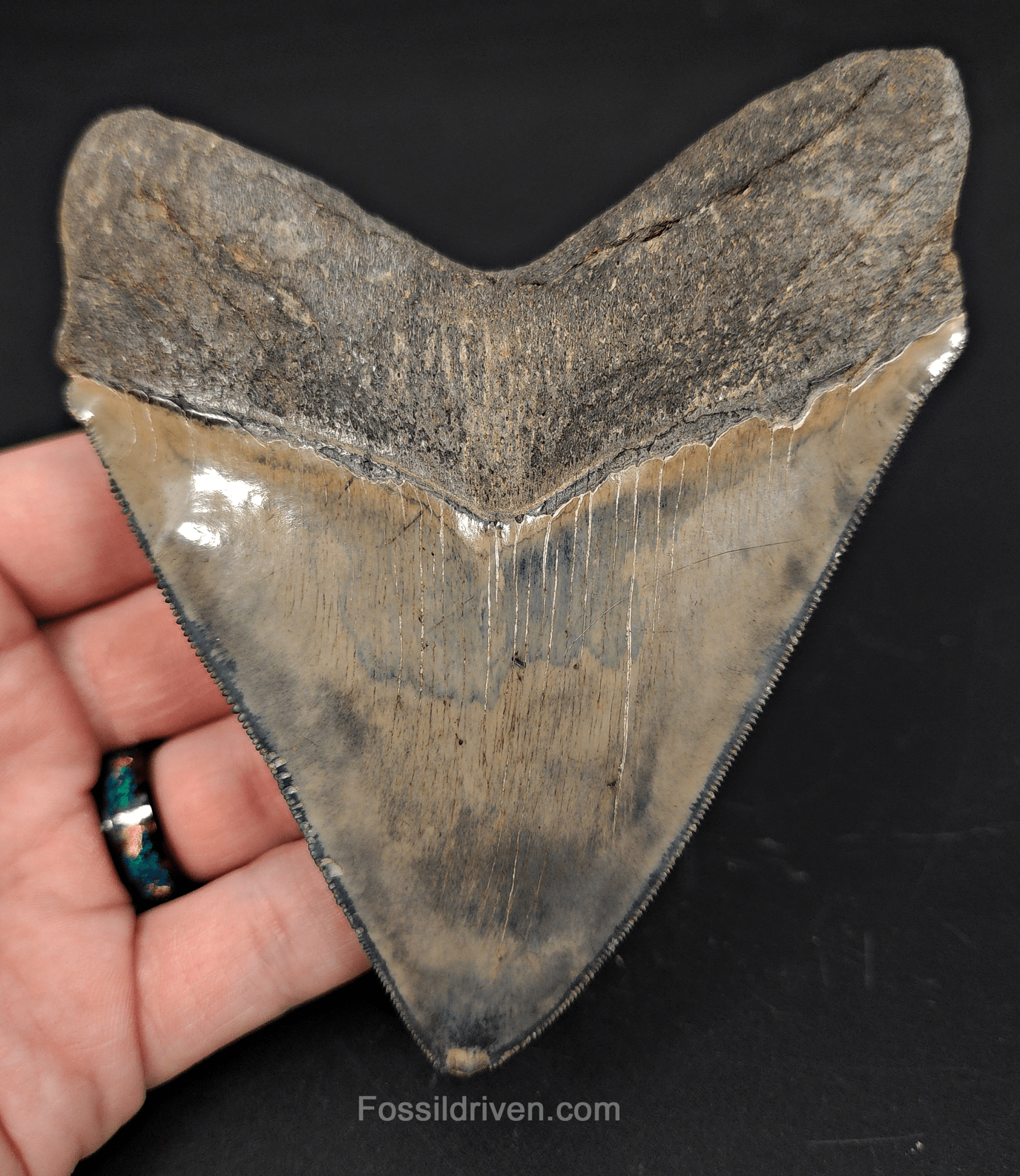 High - Quality 4.68" Megalodon Tooth - Georgia - Real Fossil Shark Tooth - Fossil Driven