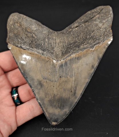 High - Quality 4.68" Megalodon Tooth - Georgia - Real Fossil Shark Tooth - Fossil Driven