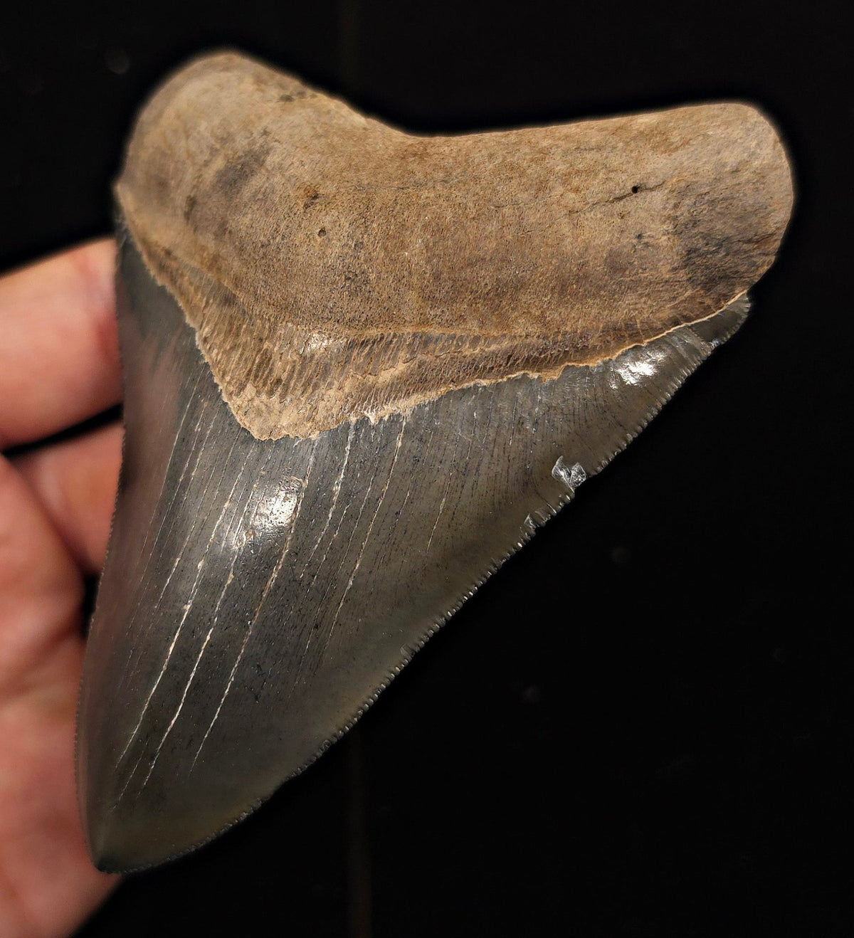High-Quality, 4.69" Fossil Megalodon Tooth - Georgia - Fossil Driven