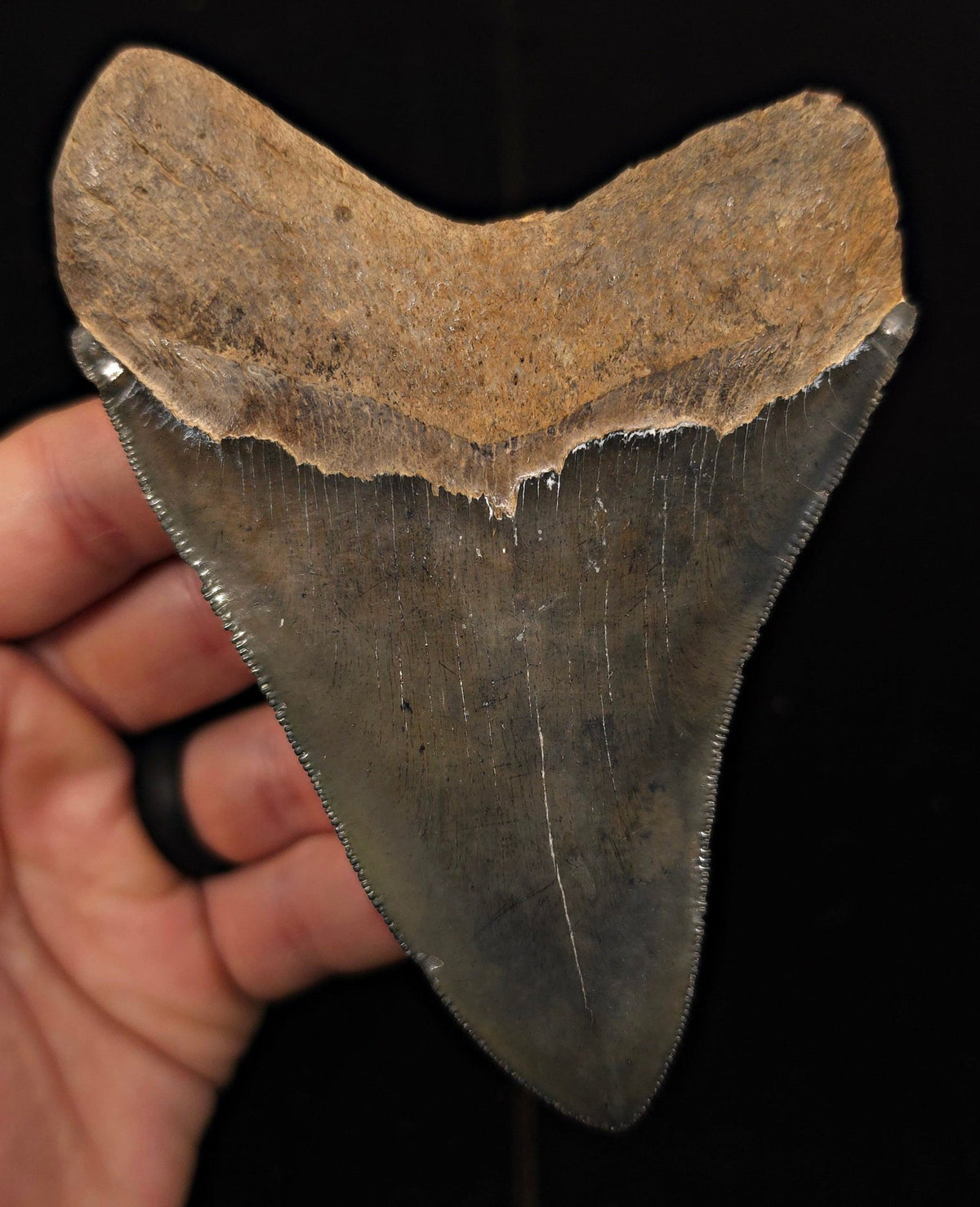 High-Quality, 4.69" Fossil Megalodon Tooth - Georgia - Fossil Driven